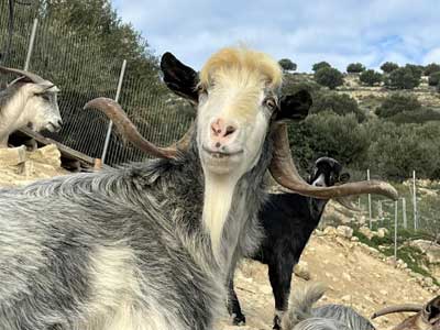 Chèvre de Crète